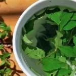 Coca Tea vs Muña Tea: Two Traditional Andean Infusions to Discover in Cusco