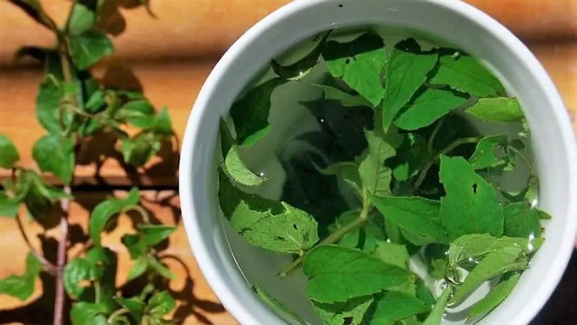 Coca Tea vs Muña Tea