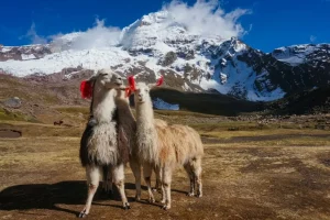 Ausangate Trek 4 Days to Rainbow Mountain