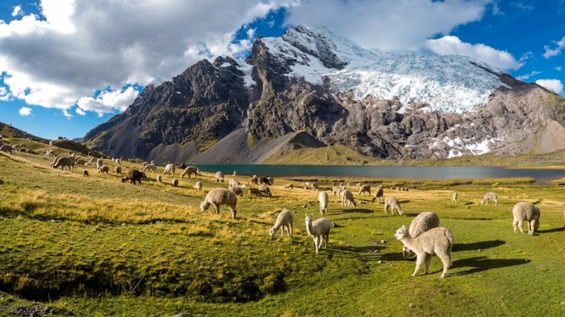Panoramic view of the majestic Mount Ausangate with a line of pack llamas walking in the foreground, led by a local guide in traditional Andean attire